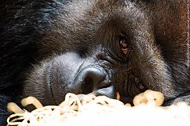 Zoo Basel - Gorilla | Marcel König Fotograf Basel