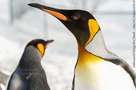 Zoo Basel - Pinguine - Schnee | Marcel König Fotograf Basel
